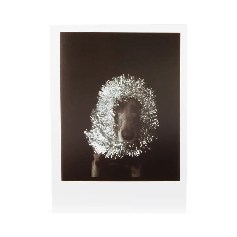 William Wegman Man Ray with Tinsel Holiday Cards - Set of 12