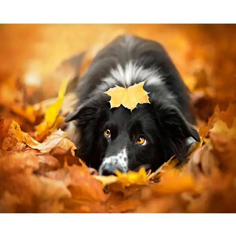 A Dog In Autumn