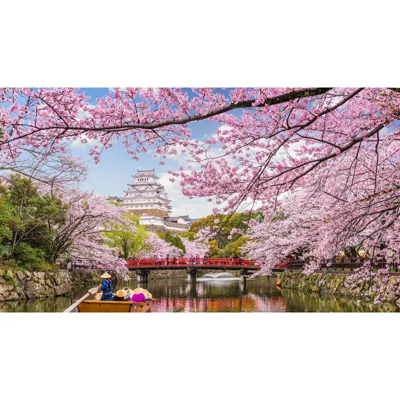Japanese Cherry Blossom on a River