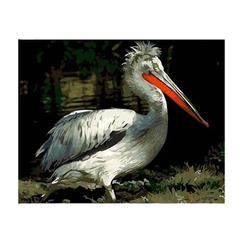 Pelican Bird