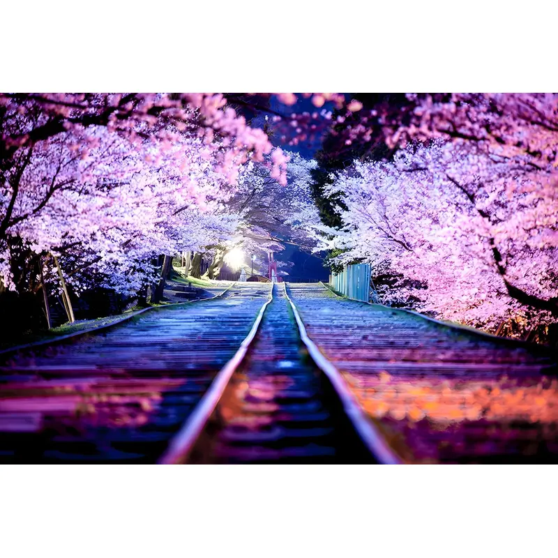 Train Line and Japanese Cherry Blossom Flowers