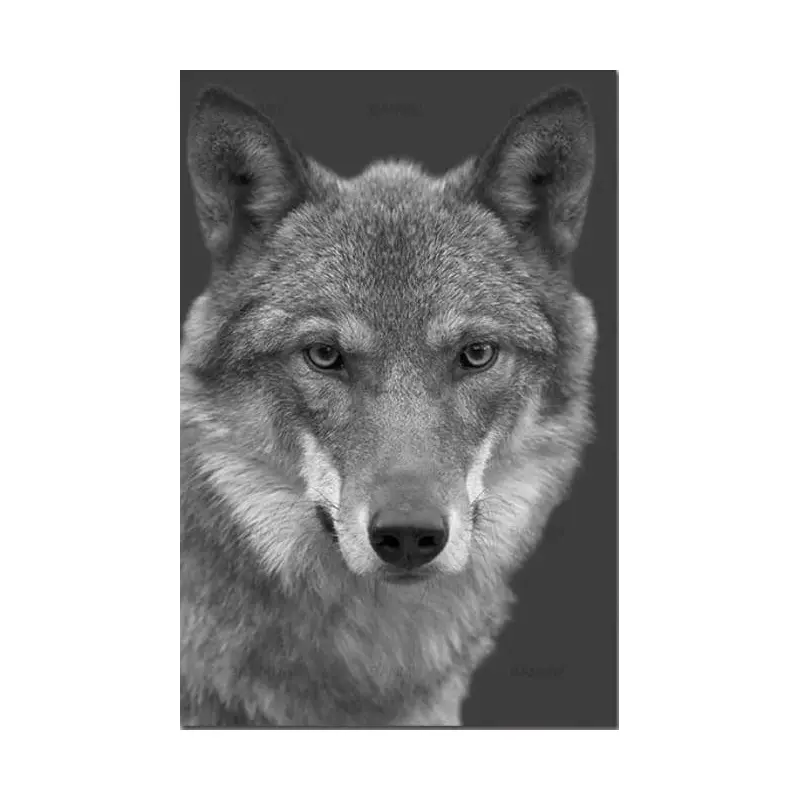 The Wolf Black and White