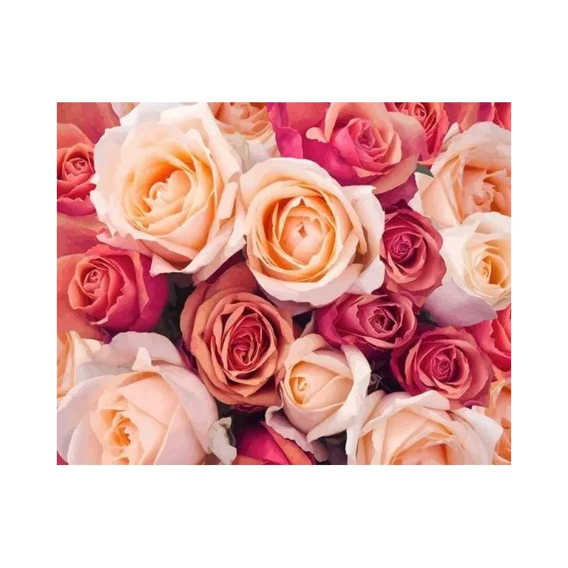 Color Orange Peach Roses
