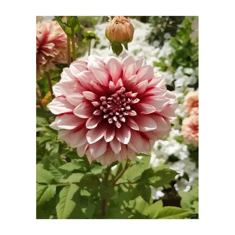 Dahlia Flower