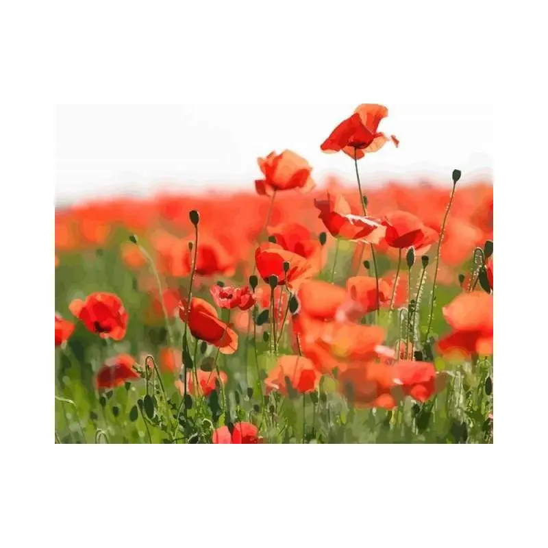 Field of Red Poppies