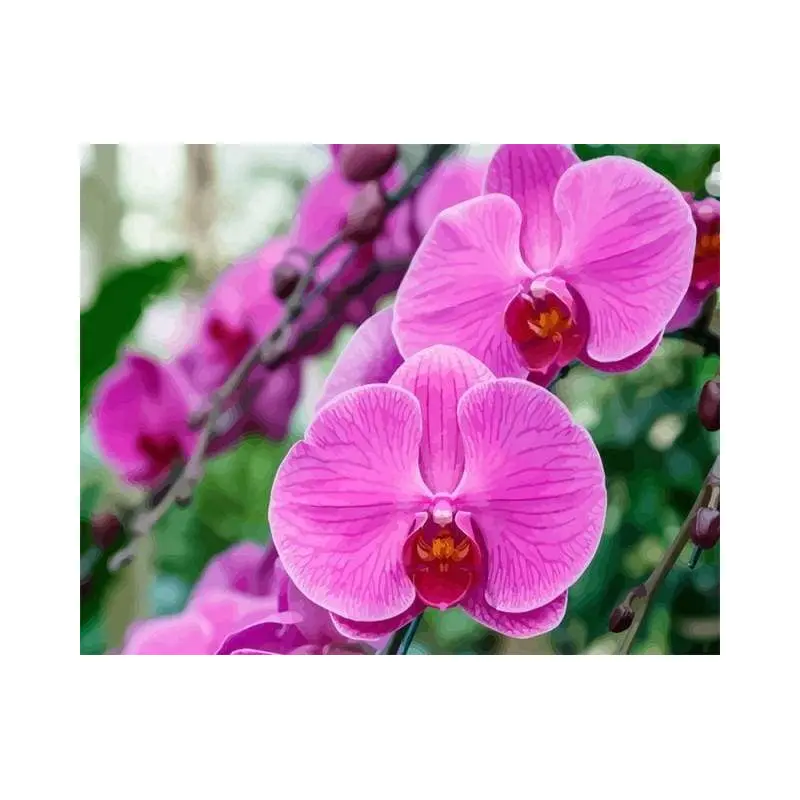 Phalaenopsis