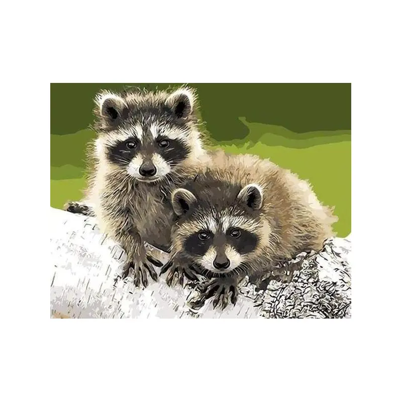 Raccoons