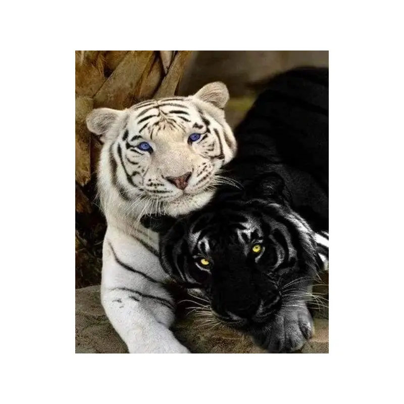Tigers White And Black