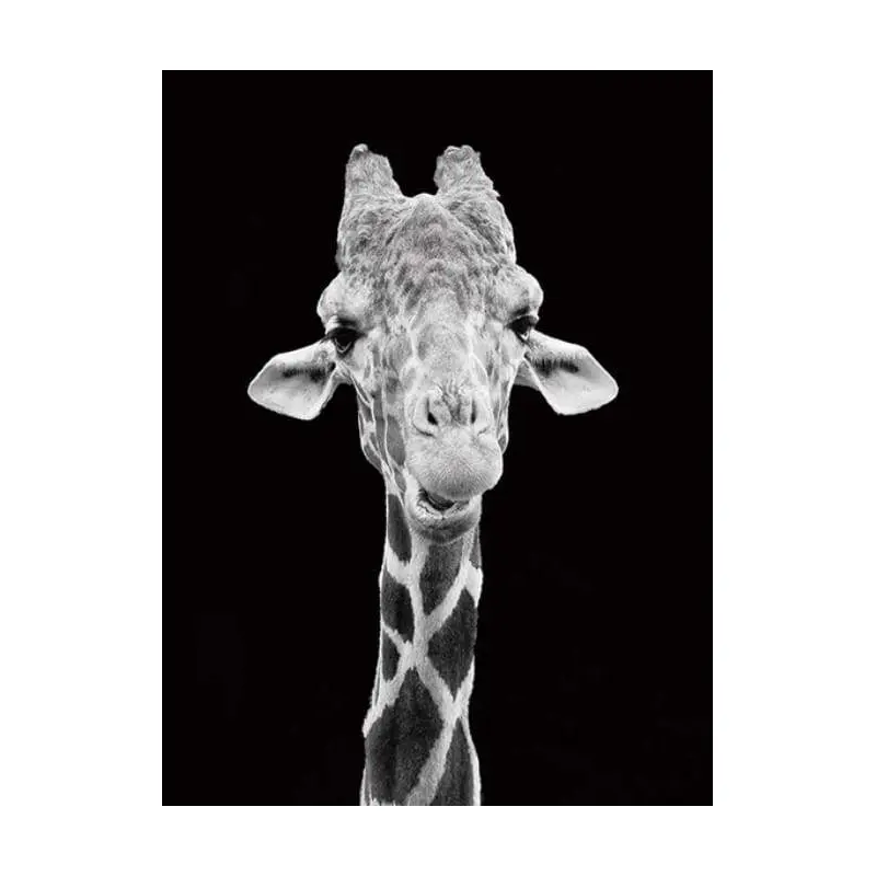 Giraffe Black And White Portrait