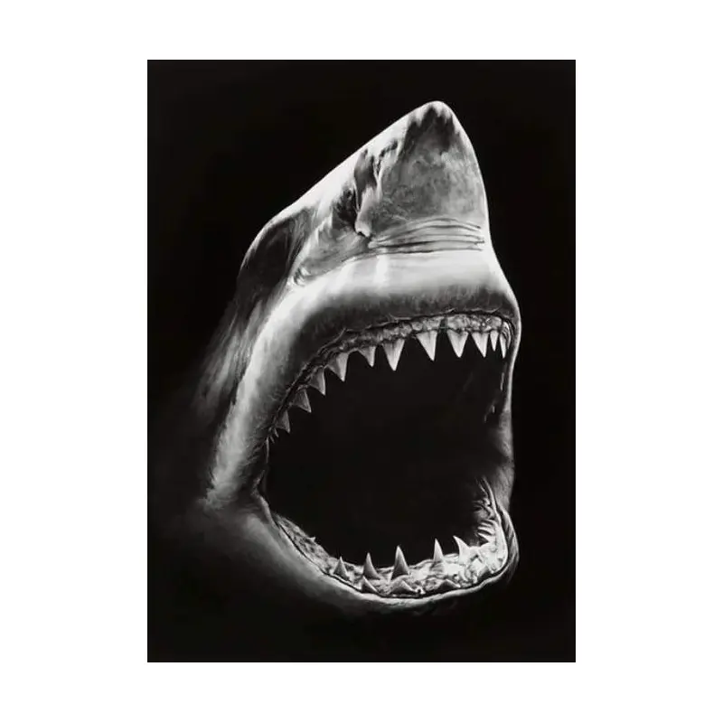 Shark Black And White