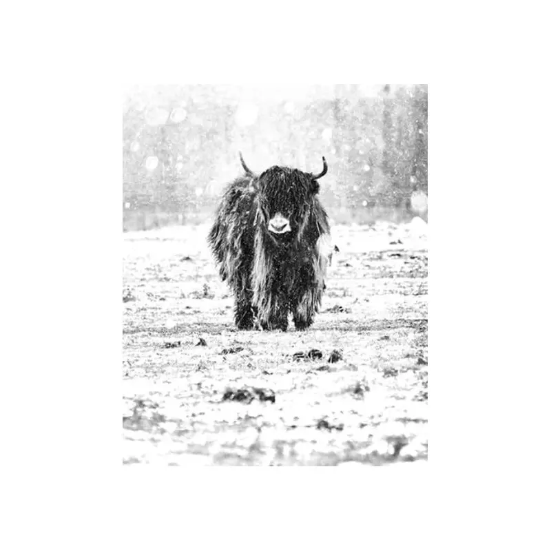 Yak and Winter Snow