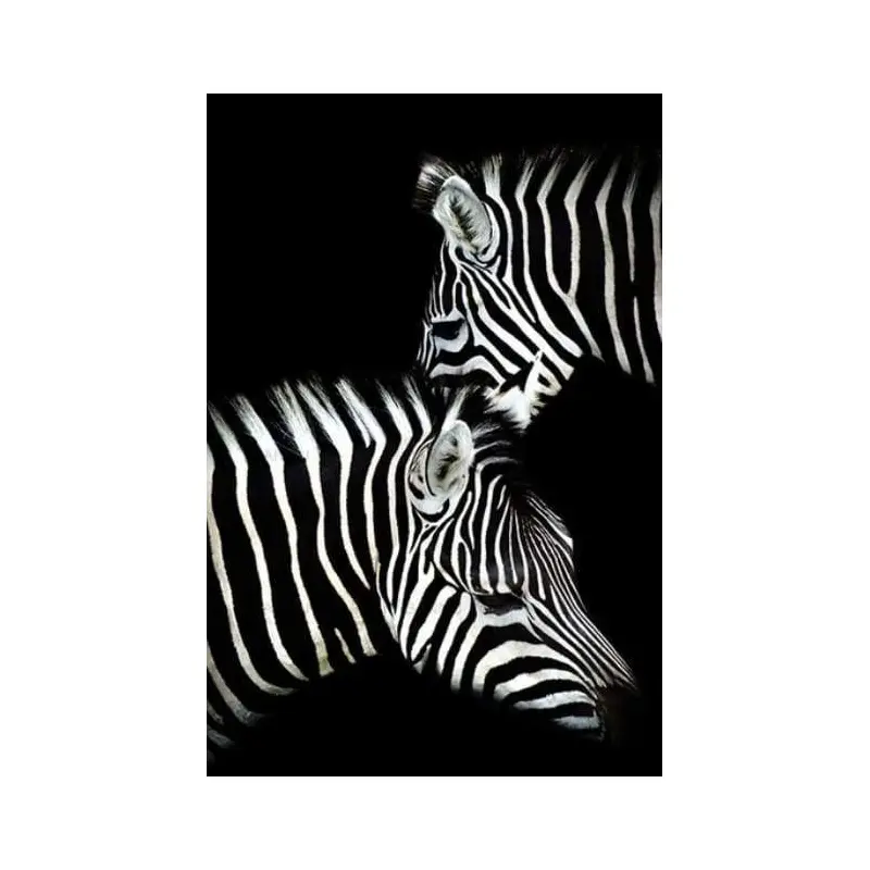Zebra White And Black