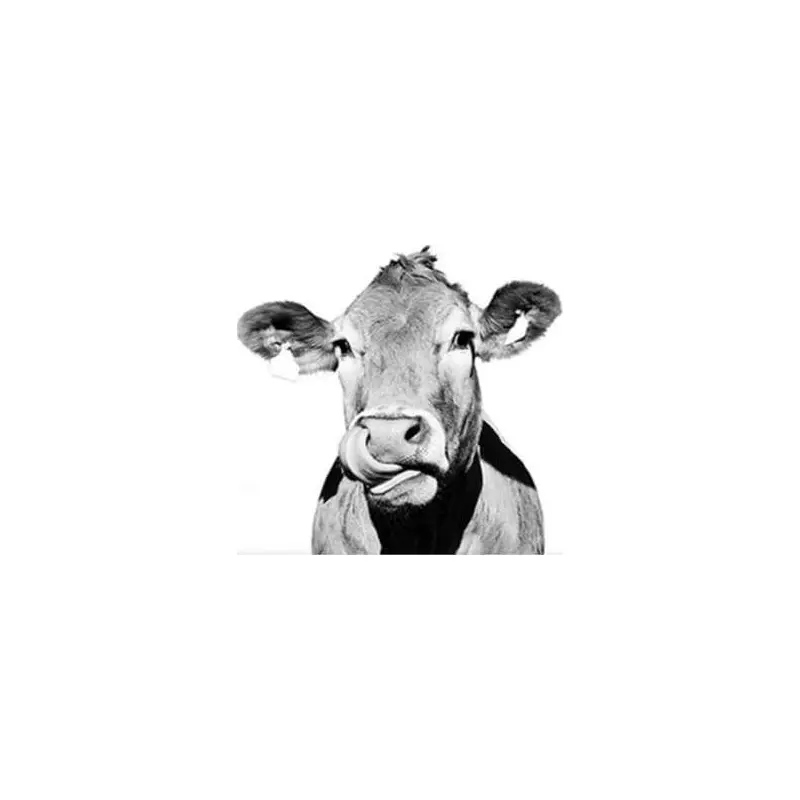 Cow Black and White