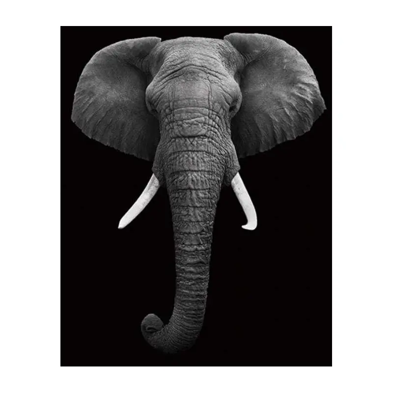 Elephant White And Black