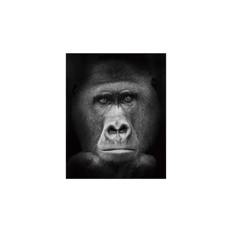 Gorilla Black And White