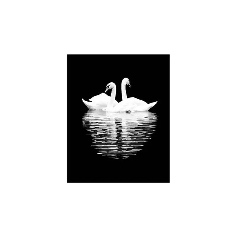 White Swans in the Night