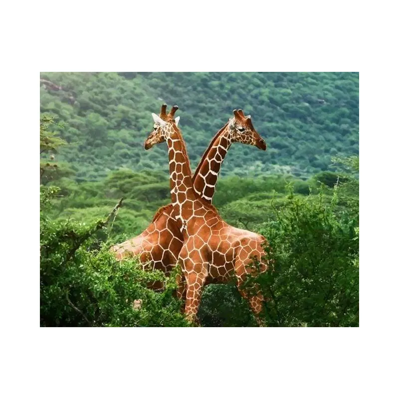 Two Giraffes