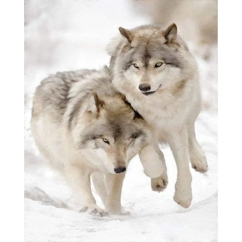 Wolves playing in the Snow