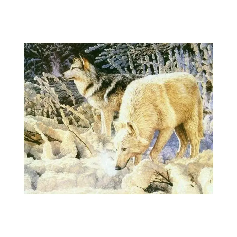 Couple of White Wolves