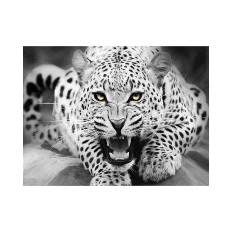 Leopard Black And White