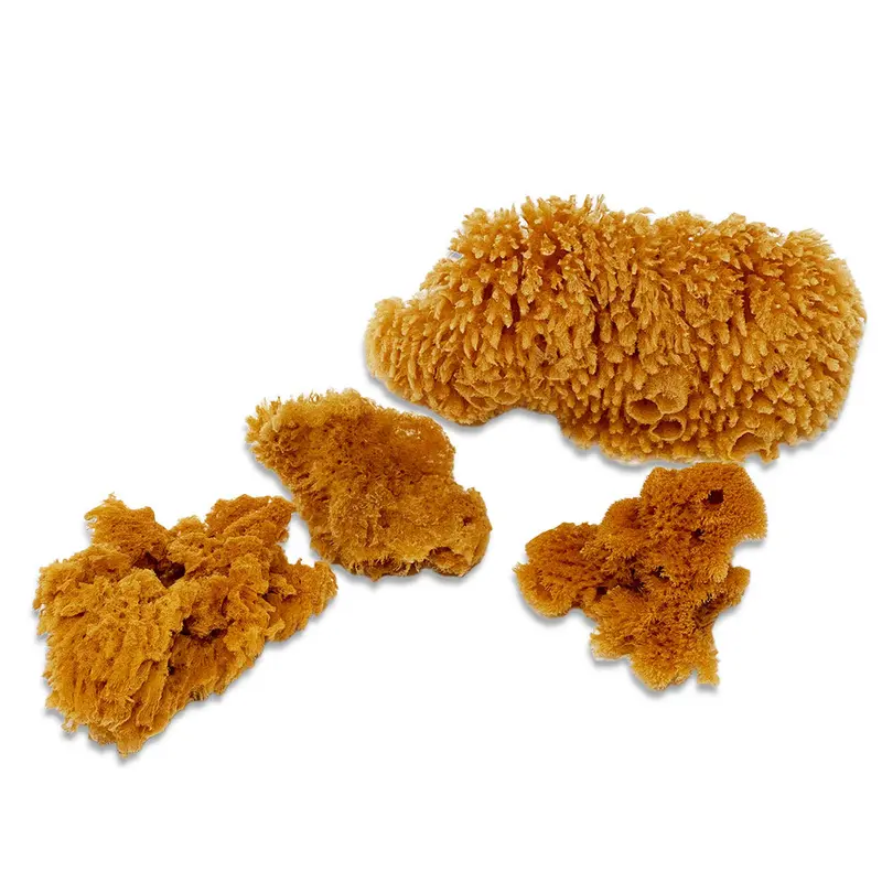 Yellow Sponge Set (2092)