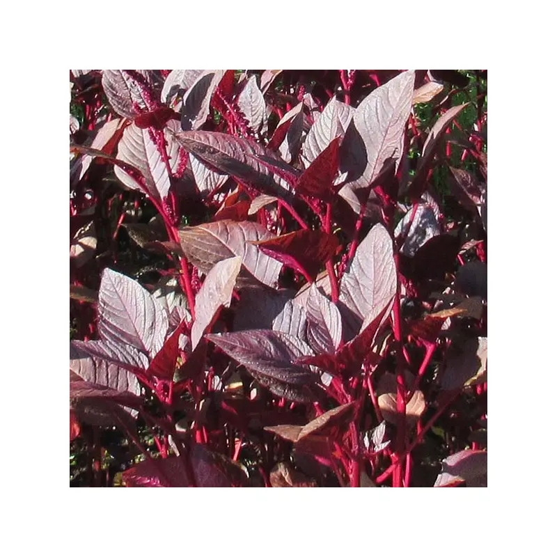 Amaranth Dye Seed Pack / Red